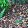 ラミントン国立公園の小鳥