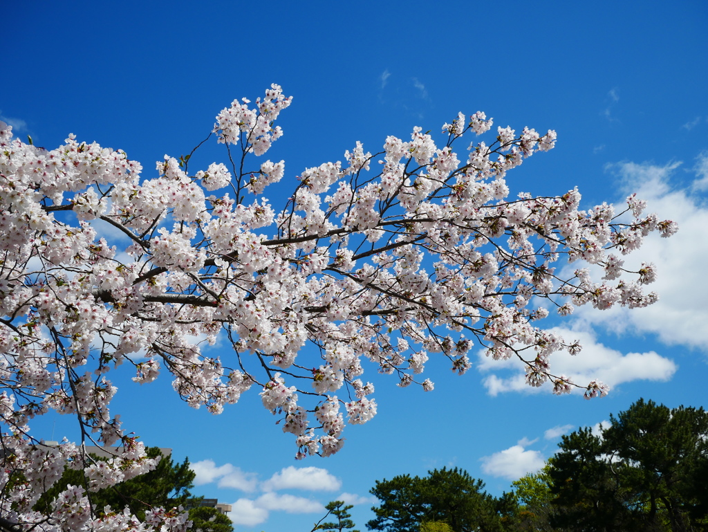 鶴舞公園の桜