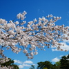 鶴舞公園の桜