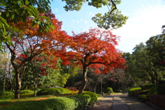 戸定邸の紅葉