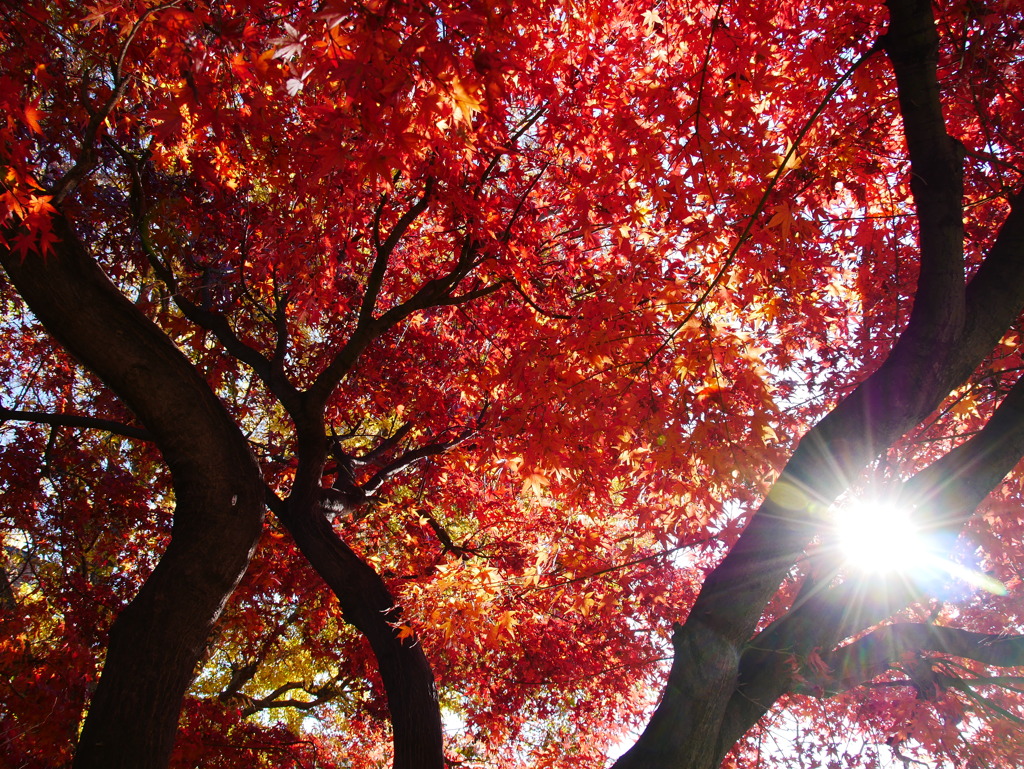 最後の紅葉