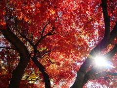 最後の紅葉
