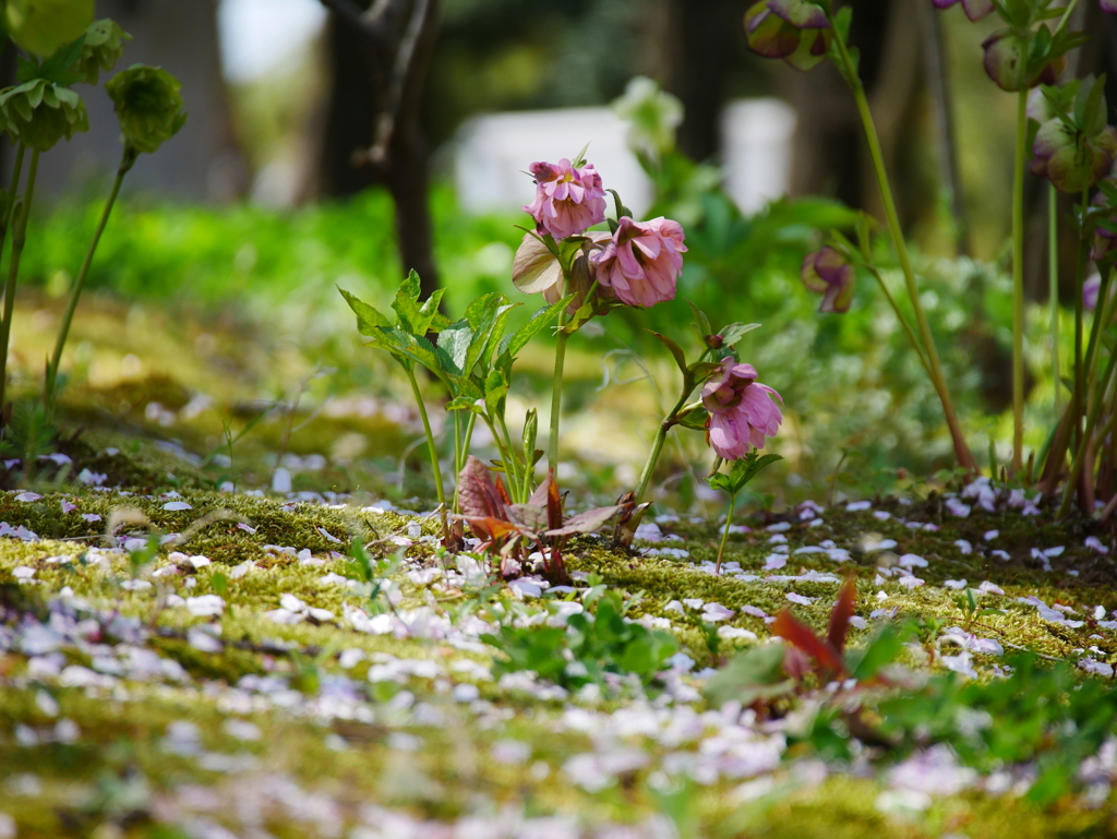 散り始めた桜の足元で