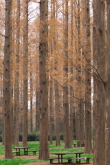 冬の公園