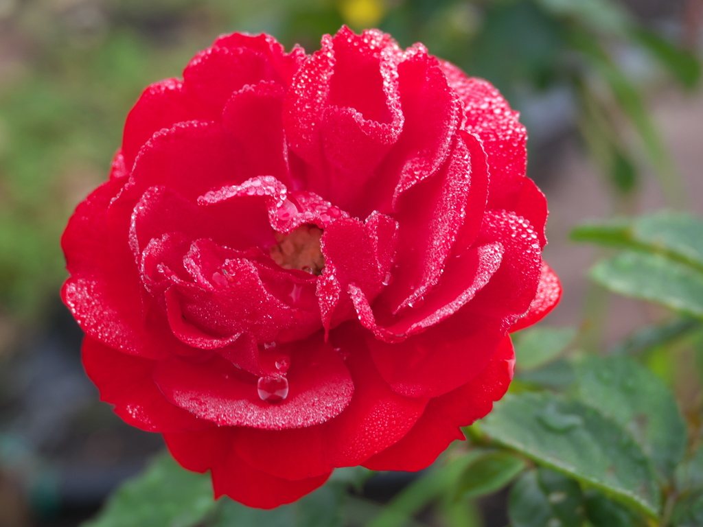秋薔薇'18