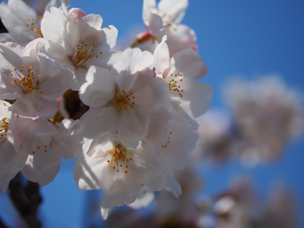 満開の桜たち