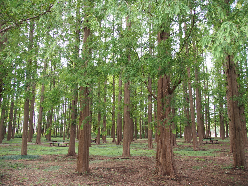 平日の公園②