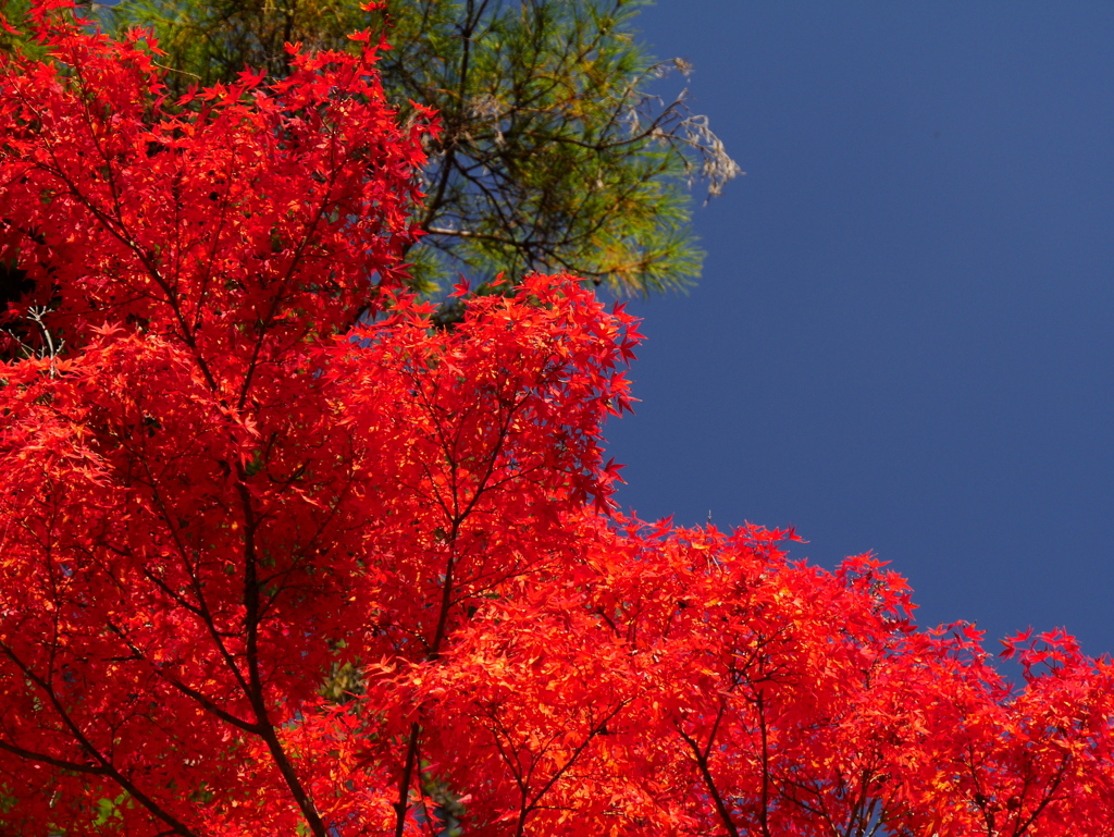 紅葉本番②
