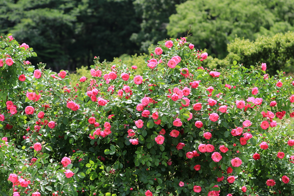 5月の薔薇園（’１９）