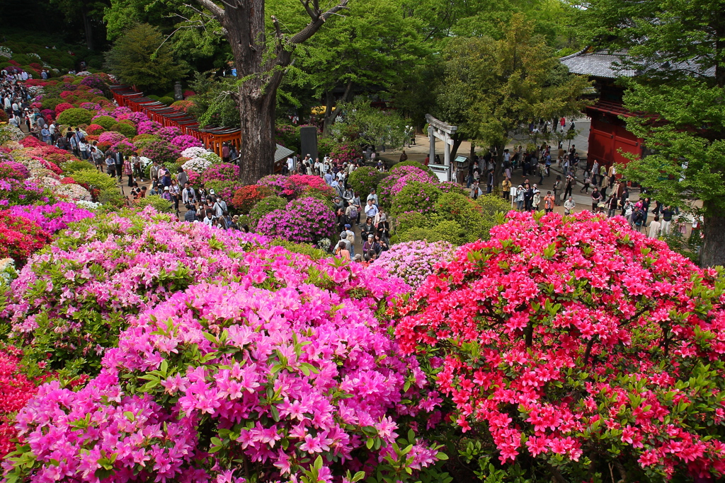 つつじ祭り