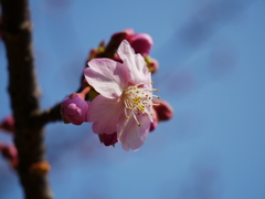 河津桜　咲き始めました