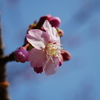 河津桜　咲き始めました