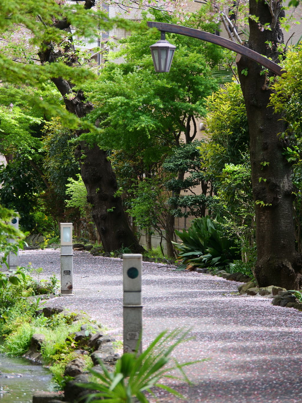 桜散る散歩道