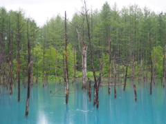 「青い池」