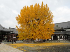 大銀杏