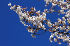 青空と桜