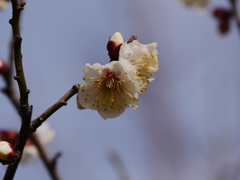 梅　いよいよ開花