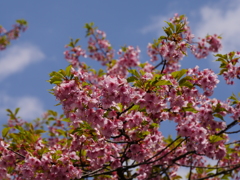 河津桜