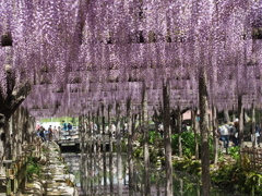 尾張津島藤祭り