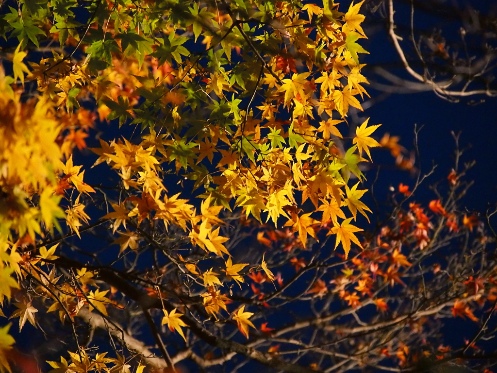 吉野山　紅葉②