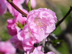 花桃