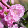 花桃