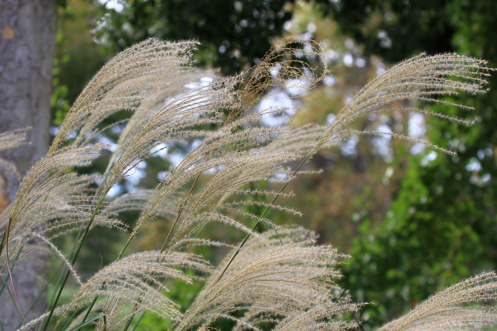 公園の秋