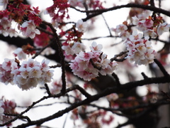 上野恩賜公園の寒桜