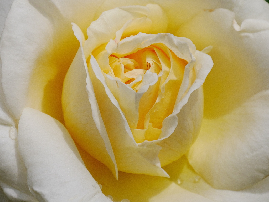 薔薇