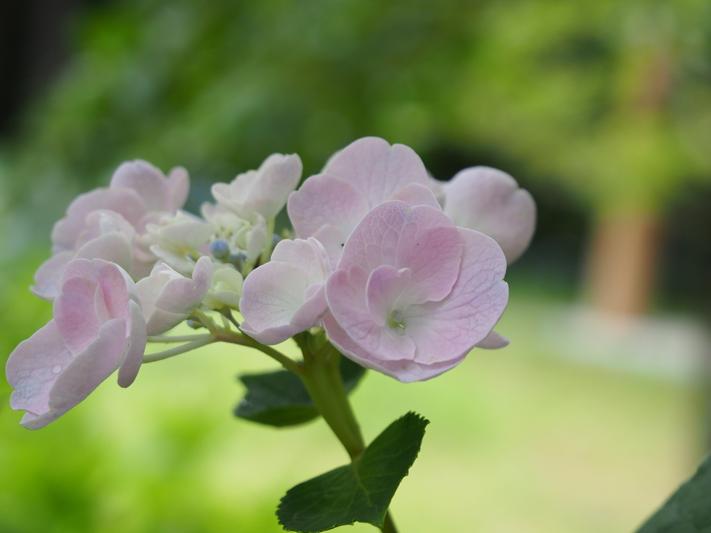 紫陽花