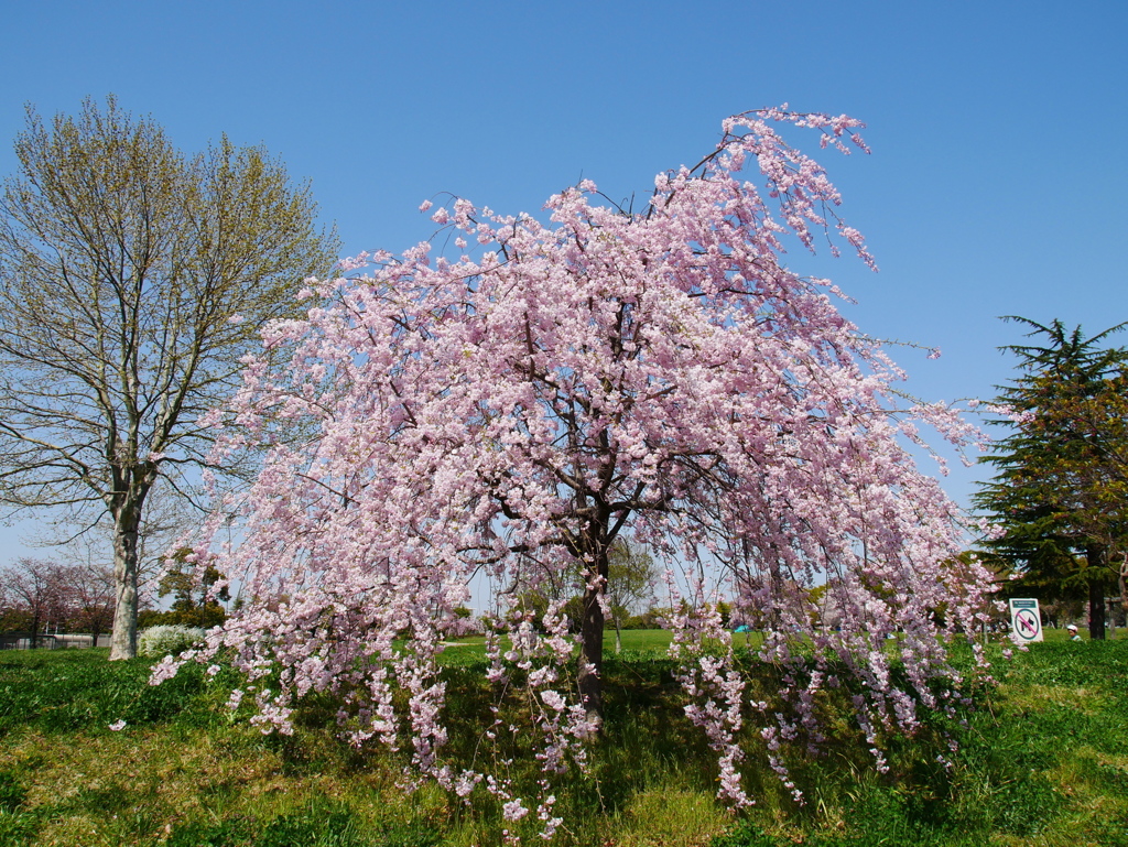 桜の咲く公園