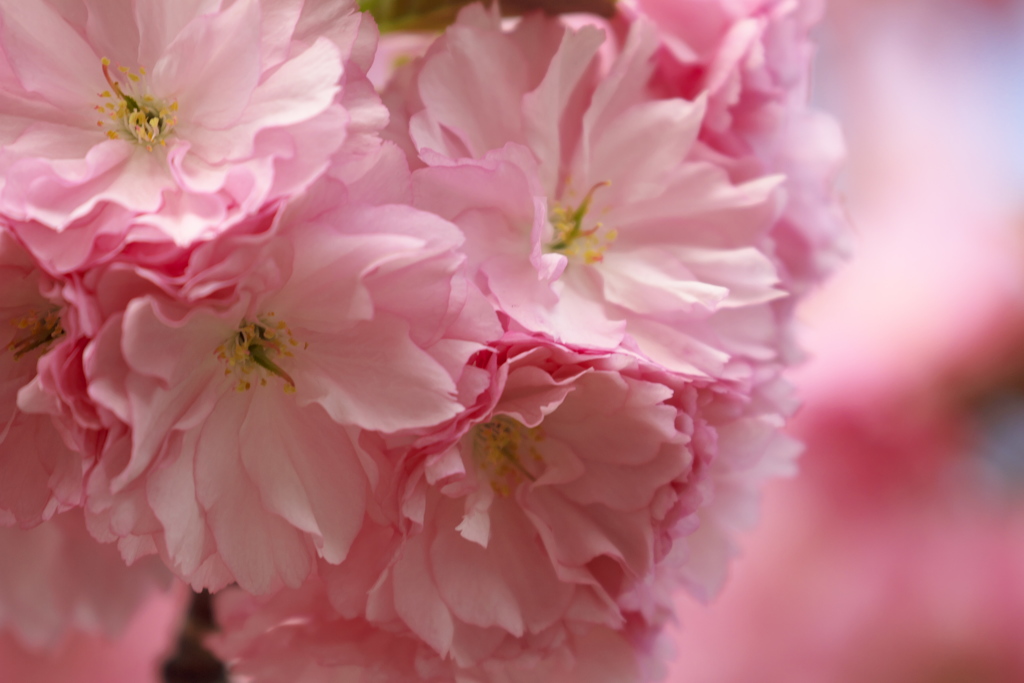 八重の桜