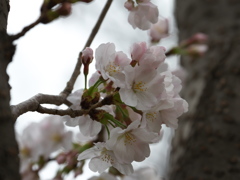 平成最後の桜開花