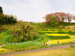三春の滝”葉”桜