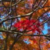 紅葉真っ盛り