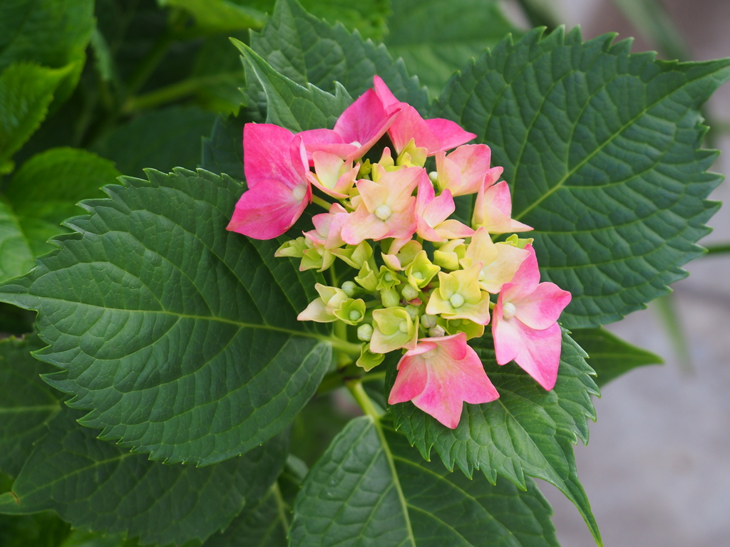 紫陽花咲き始めました！