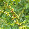 Kona Coffee