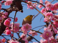 メジロも嬉しそうⅠ