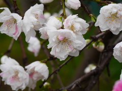 花桃