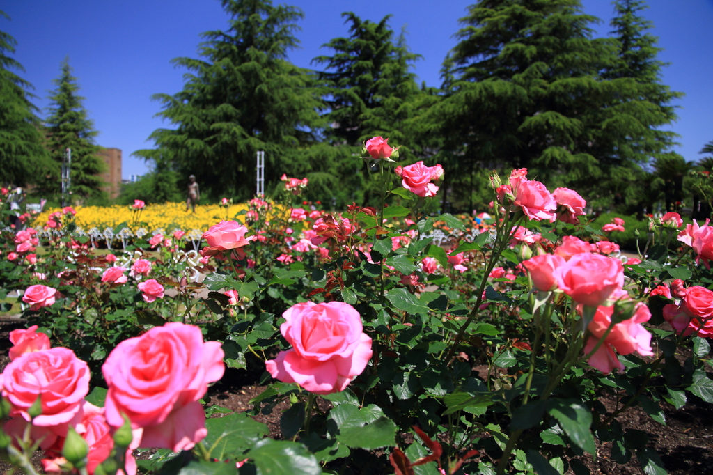 薔薇の季節