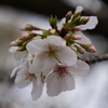 大島桜