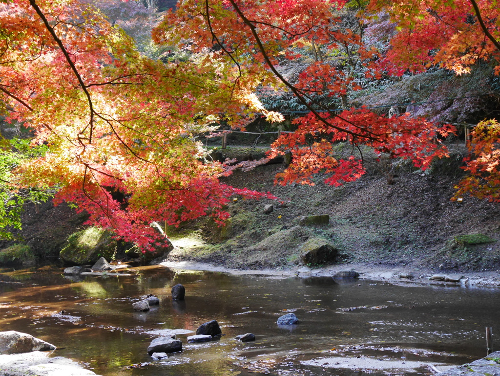 岩屋堂公園の紅葉'16 ②