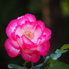 秋薔薇
