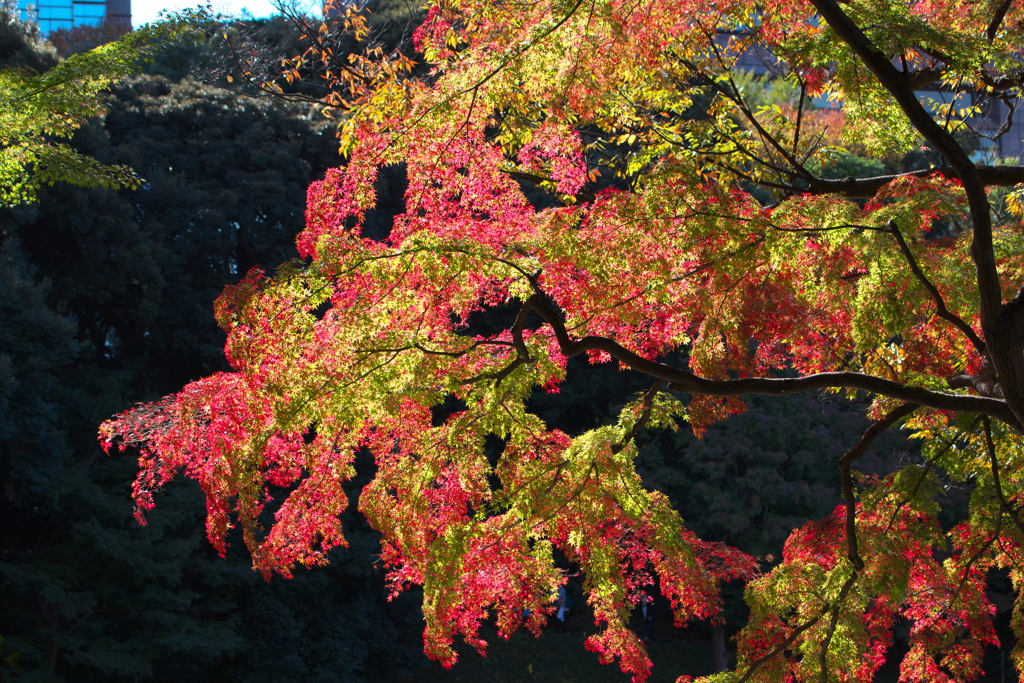 紅葉　小石川後楽園