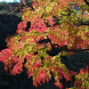 紅葉　小石川後楽園