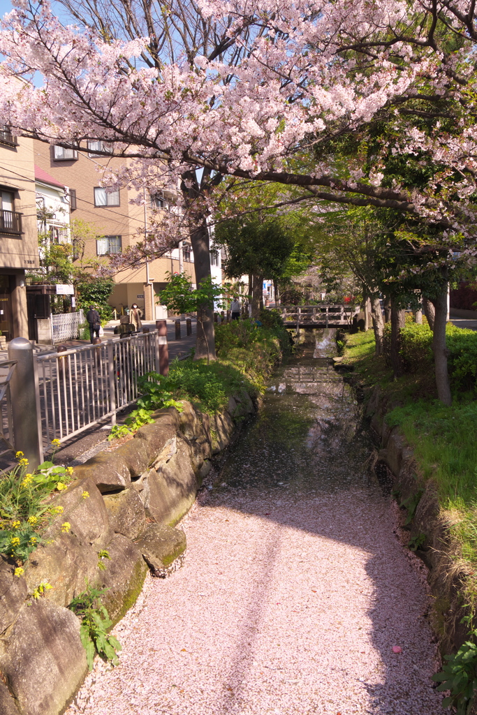 花筏と桜