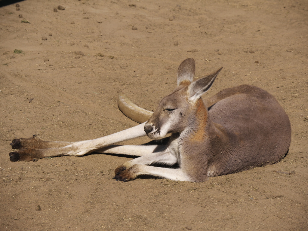 カンガルー