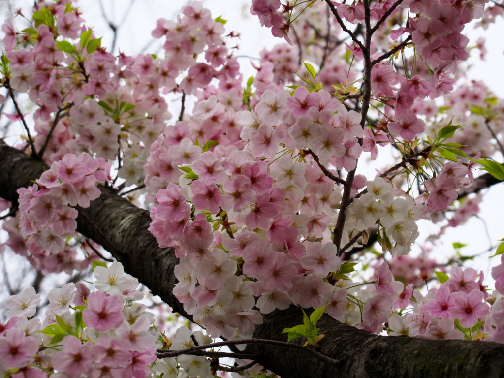 大島桜