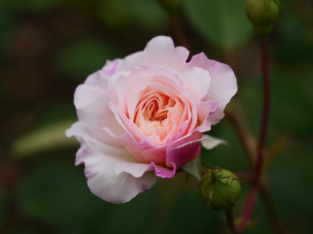 薔薇の季節がやってきました