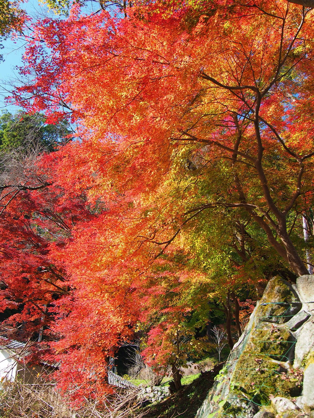 長谷寺の秋
